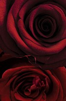 Thumbnail for your product : Jo Malone Red Roses Bath Oil