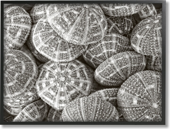 Stupell Industries Pewter Sea Urchins Photography Animals & Insects Photography Black Framed Art Print Wall Art, 14 x 11