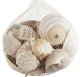 Thumbnail for your product : Pier 1 Imports Natural Shell Bowl Filler