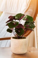 Thumbnail for your product : Bloomr Ligularia Planter Decoration