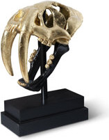 Phillips Collection Saber Tooth Tiger Skull