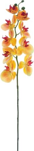 Allstate 24 Pack: Apricot Phalaenopsis Orchid Stem