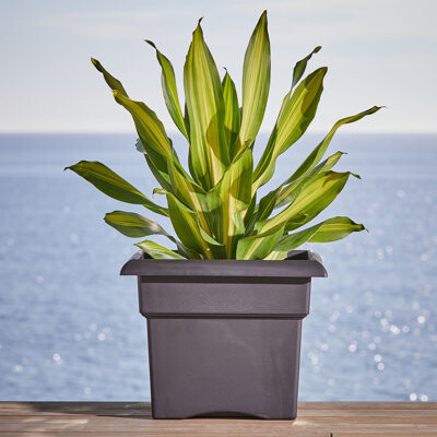 Arlmont & Co. Reiner Traditional Plastic Square Indoor/Outdoor Deck Box Planter