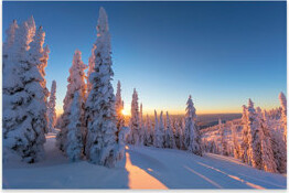 Arbin Setting Sun Through Forest Of Snow Ghosts At Whitefish, Montana, USA On Plastic/Acrylic by Chuck Haney Graphic Art