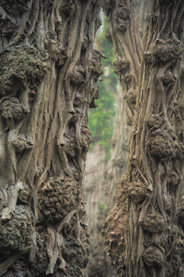 Encino A Little Gnarly by Martin Podt