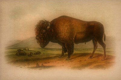Union Rustic Western Bison in a Mood 24x36