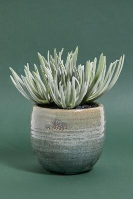 Urban Outfitters Faux Crassula Plant - Assorted ALL at