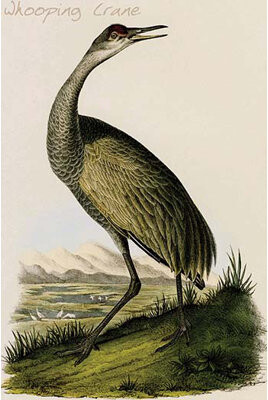 Whooping Crane - Graphic Art Print