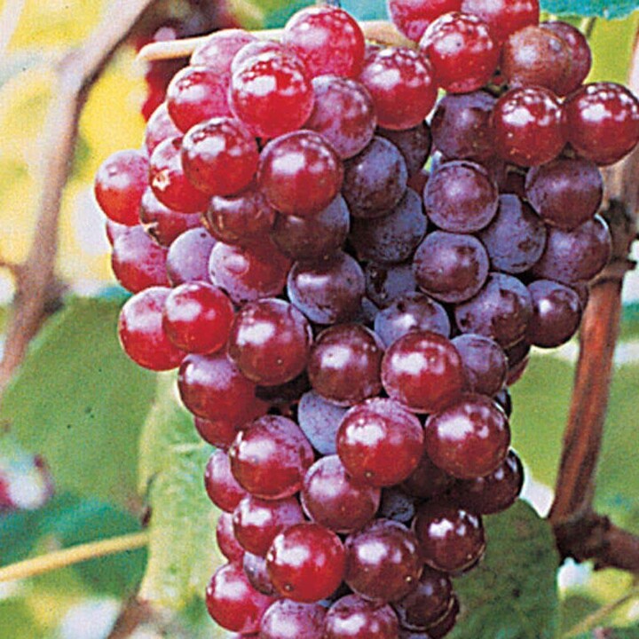Gurney's 1 Gal. Pot, Canadice Seedless Red Grape Vine, Potted Fruit Bearing Plant (1-Pack)