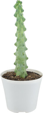 Arcadia Garden Products Live Cactus Plant in Pot