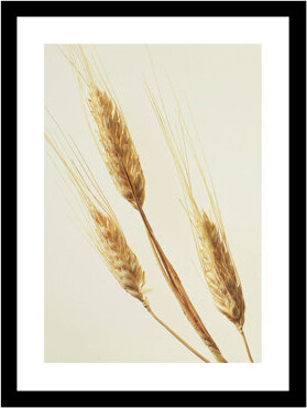 Winston Porter Wispy Wheat - Picture Frame Photograph