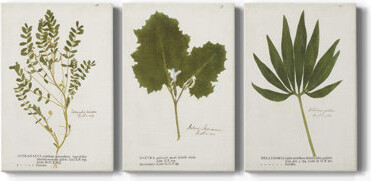 Darby Home Co Nature Printed Ferns X -Custom Wrapped Gallery Canvas - 3 Pieces