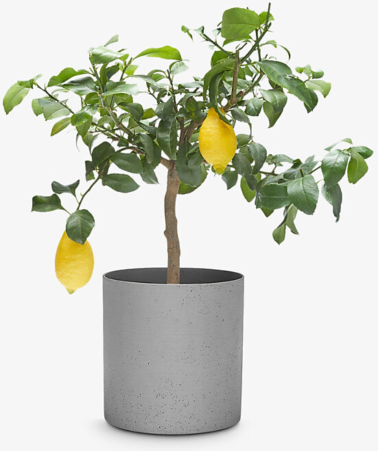 Patch Plants Vivi the Lemon Tree in Fibrestone pot 6070cm ShopStyle