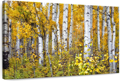 Millwood Pines Alvord Yellow Woods IV