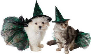 TJMAXX Spider Witch Accessories Pet Costume, Polyester