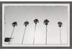 Wrought Studio 'Tall Palm Trees' Framed Photographic Print