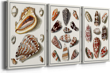 Rosecliff Heights Collected Shells IV -Custom Wrapped Gallery Canvas - 3 Pieces