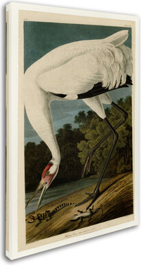 Whooping Crane by John James Audubon Print on Wrapped Canvas