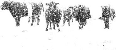 Oreos and Milk II Sq by Aledanda - Wrapped Canvas Photograph