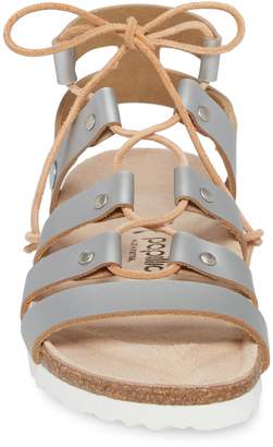 papillio cleo gladiator