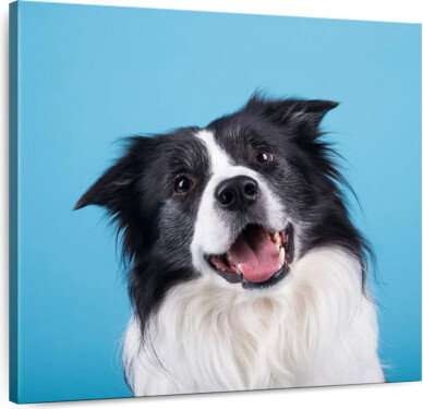 Ebern Designs Crowle Happy Border Collie