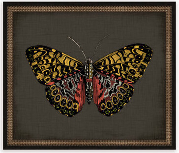 Melissa Van Hise Butterflies on Black IV Framed Graphic Art