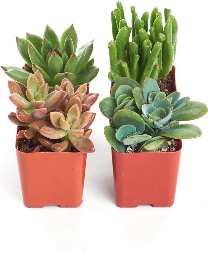 ShopSucculents 2 in. Assorted Succulent (Collection of 4)