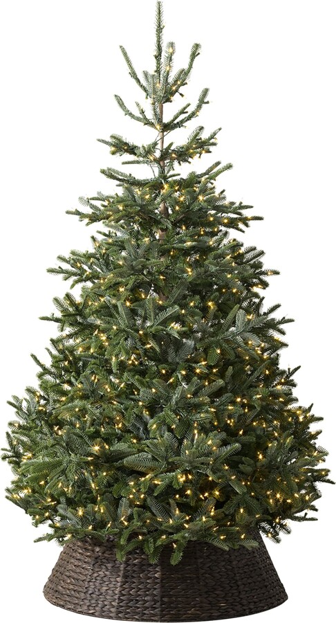 Balsam Hill Bh Nordmann Fir Clear Led Green Tree