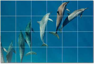 Picture-Tiles.com Dolphin Photo 6'' x 6'' Satin Ceramic Decorative Mural