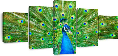 Latitude Run Flamboyant Peacock