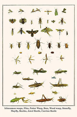 Buyenlarge 'Ichneumon Wasps Flies Potter Wasp Bees Wood Wasp Stonefly Mayfly' by Albertus Seba Graphic Art