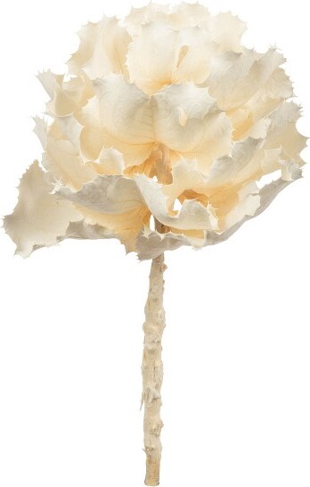 Vickerman Vickerman8"flowerBleachedQueenFlower,1stem,Dried