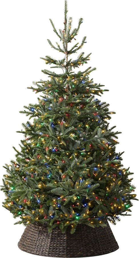 Balsam Hill Nordmann Fir Led Christmas Tree