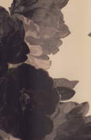 Thumbnail for your product : Eliza J Floral Print Halter Chiffon Maxi Dress