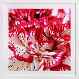 Minted Carnations Art Print