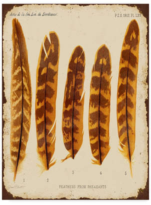 STUDY Jean Plout 'Vintage Feather Study' Canvas Art - 14" x 19"