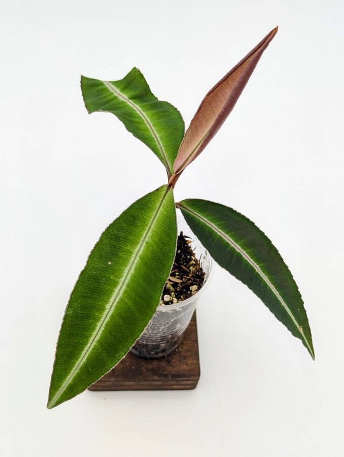Labisia Sp. Kapuas Hulu [Non-Exact]