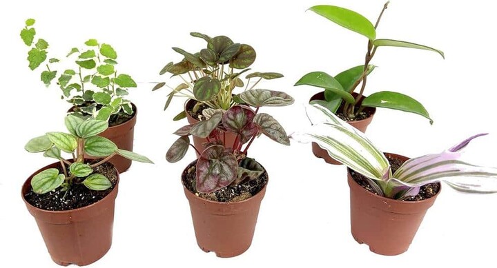 Wekiva Foliage Indoor Fairy Garden Terrarium Houseplant Collection-6 Live Plants in 2 in. Pots-Grower's Choice Based Beauty
