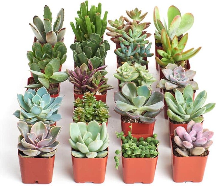 ShopSucculents 2 in. Unique Succulent (Collection of 20)