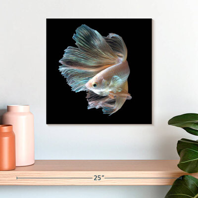 Ebern Designs Crowle Majestic Siamese Betta Fish