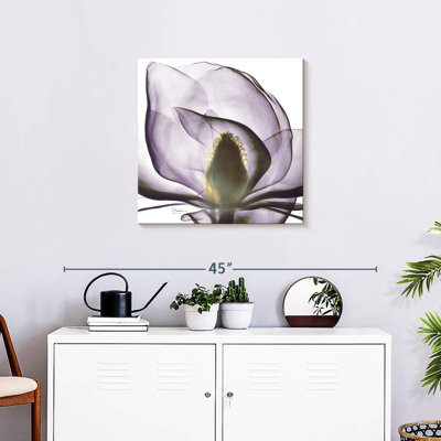 Lark Manor Harnek Magnolia X-ray