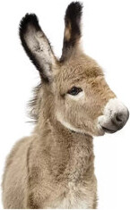 East Urban Home Baby Donkey by Sisi & Seb - Photograph Print