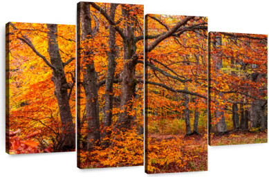 Millwood Pines Alvord Woods In Autumn