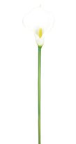 Thumbnail for your product : CALLA Laura Cole 28 Lily