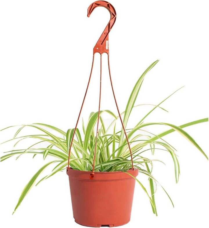 ShopSucculents Spider Plant Live Indoor Plant, Easy Care Air Purifying Hanging Houseplant in 6 in. Grower Pot with Hanger