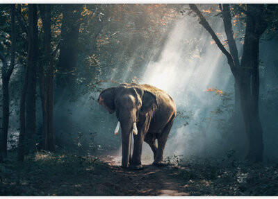 IDEA4WALL Elephants in The Forest Removable Self Adhesive Large Wallpaper