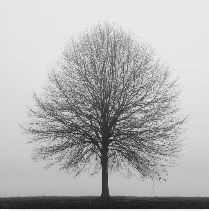 Trademark Fine Art 'Winter Trio 1' Canvas Art by Nicholas Bell Photography