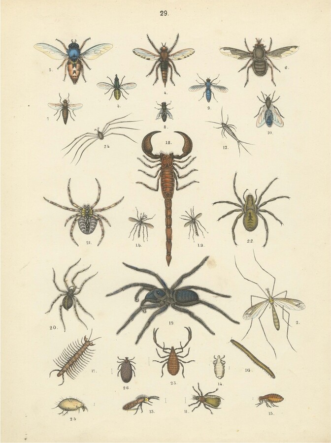 1stDibs Arachnids & Insects Print: Spiders, Scorpion, Centipedes, Flies – Antique 1867