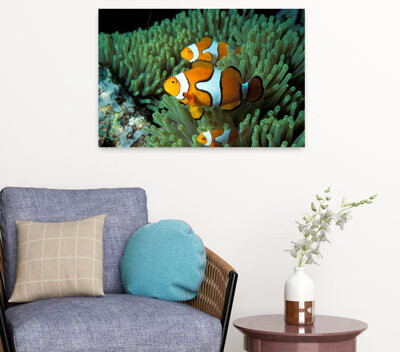 Bay Isle Home Clown Fish And Anemone Contemporary Fish Nature Architecture Art