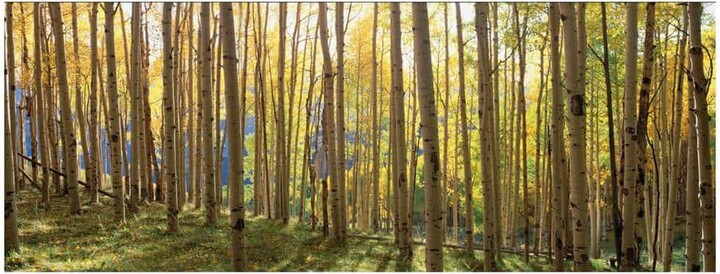 Yosemite Home Decor 63 in. x 24 in. "Sunlit Colorado Trees" Tempered Glass Wall Art